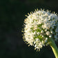 250 Sweet WALLA WALLA ONION Allium Cepa Vegetable Seeds