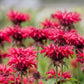 10 Panorama RED BEE BALM Monarda Didyma Oswego Tea Herb Flower Seeds