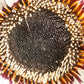50 WHITE Zulu Prince CAPE DAISY Venidium Fastuosum Alba Flower Seeds
