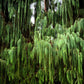 30 Kashmir WEEPING CYPRESS TREE Cupressus Cashmeriana Blue Evergreen Seeds