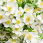 5 MADONNA ANEMONE Sylvestris White & Yellow Flower Seeds