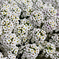 500 Sweet ALYSSUM PASTEL CARPET Mix Lobularia Maritima Flower Seeds