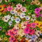 20 MIXED COLORS OSTEOSPERMUM Ecklonis African Cape Daisy Flower Seeds