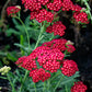 600 RED YARROW Achillea Millefolium Rubra Flower Seeds