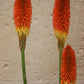 50 TORCH LILY Red Hot Poker / Tritoma / Kniphofia Uvaria Flower Seeds