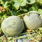75 Green Flesh ROCKY FORD CANTALOUPE Muskmelon Cucumis Melo Melon Fruit Seeds
