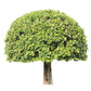 40 LITTLELEAF BOXWOOD Korean Buxus Microphylla Koreana Shrub Seeds
