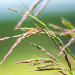 300 Ornamental BIG BLUESTEM GRASS Beardgrass Andropogon Gerardii Seeds