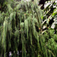 30 Kashmir WEEPING CYPRESS TREE Cupressus Cashmeriana Blue Evergreen Seeds