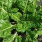 1000 GOLDEN BALL TURNIP Heirloom Yellow Brassica Rapa Root Vegetable Seeds