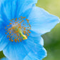 10 BLUE HIMALAYAN POPPY Tibetan Meconopsis Betonicifolia Flower Seeds