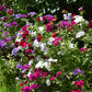 100 Mixed Colors DRUMMOND PHLOX MIX Pink, Red, White, Purple Phlox Drummondii Flower Seeds