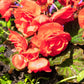 10 ORANGE DOUBLE BEGONIA Tuberosa Tuberous Begonia Shade Flower Seeds