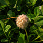 300 STRAWBERRY HEADED CLOVER Palestine Trifolium Fragiferum Pink Flower Seeds