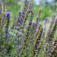 50 Purple False Dragon DRAGONS HEAD Obedient Plant Dracocephalum Flower Seeds