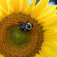 50 HOPI Black Dye SUNFLOWER Helianthus Annuus Flower Seeds