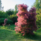 30 PURPLE SMOKE TREE Shrub Smokebush Cotinus Coggygria Rhus Cotinus Sumach Seeds