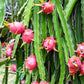 20 WHITE DRAGON FRUIT (Pitaya / Pitahaya / Strawberry Pear) Hylocereus Undatus Cactus Seeds