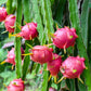 20 WHITE DRAGON FRUIT (Pitaya / Pitahaya / Strawberry Pear) Hylocereus Undatus Cactus Seeds