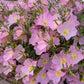 1000 Showy PINK EVENING PRIMROSE (Pink Ladies / Mexican Evening) Oenothera Speciosa Flower Seeds