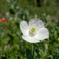 250 PERSIAN WHITE POPPY Papaver Somniferum Flower Seeds