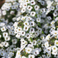 1000 WHITE SWEET ALYSSUM Carpet Of Snow Lobularia Maritima Flower Seeds