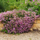 500 PINK ROCK SOAPWORT Saponaria Ocymoides Flower Seeds