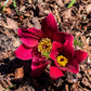 10 RED ANEMONE Pulsatilla Vulgaris PASQUE Flower Seeds