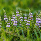 200 PENNYROYAL Mint Mentha Pulegium Herb Purple Flower Seeds
