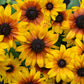 4000 Indian Summer GLORIOSA DAISY Rudbeckia Hirta Red Yellow Brown Flower Seeds