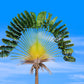 10 TRAVELLER'S PALM TREE Ravenala Madagascariensis Flower Houseplant Seeds
