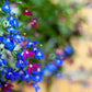 200 Electric Blue & White HALF MOON LOBELIA Erinus Flower Seeds