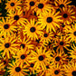 2000 BLACK EYED SUSAN Rudbeckia Hirta Yellow Heirloom Native Flower Seeds
