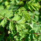 500 SALAD BURNET Sanguisorba Minor Edible Greens Vegetable Herb Flower Seeds