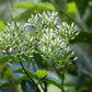 50 GREAT INDIAN PLANTAIN Cacalia Muhlenbergii White Flower Seeds