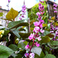 10 Ruby Moon HYACINTH BEAN Lablab Purpureus Blue Purple White Flower Ornamental Vine Seeds