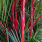 10 Red LIPSTICK PALM Sealing Wax Palm Cyrtostachys Renda Tree Houseplant Seeds