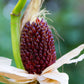 150 Red STRAWBERRY POPCORN CORN Zea Mays Vegetable Seeds