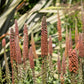20 MILK CHOCOLATE FOXGLOVE Spanish Digitalis Parviflora Red Brown Flower Seeds