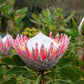 5 Giant KING PROTEA Cynaroides Sugarbush Rare 12" Flower Seeds