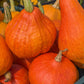 30 GOLDEN HUBBARD SQUASH Genesee Red Buttercup Cucurbita Pepo Vegetable Seeds