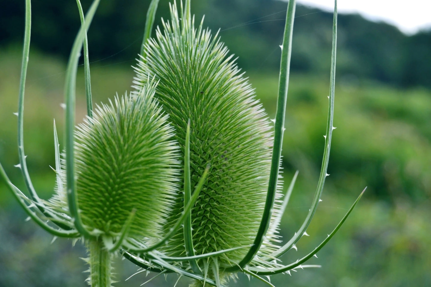 75 FULLERS TEASEL Indian Teasel Dipsacus Sativus White Flower Herb Seeds