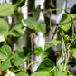 50 RATTLESNAKE POLE BEAN Stringless Purple Phaseolus Vulgaris Vegetable Seeds