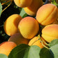 5 MANCHURIAN APRICOT Fruit Tree Flowering Prunus Mandshurica Seeds