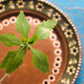 300 EPAZOTE (Mexican Tea) Chenopodium Ambrosioides  Dysphania Herb Flower Seeds