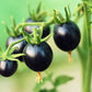 50 BLACK CHERRY TOMATO Black Skin Sweet Round Lycopersicon Fruit Vegetable Seeds
