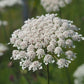 1500 TENDERSWEET CARROT Deep Orange Red Daucus Carota Vegetable Seeds