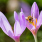10 AUTUMN CROCUS Colchicum Autumnale Meadow Saffron Flower Seeds