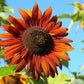 100 Mixed EVENING COLORS SUNFLOWER Helianthus Annuus Orange Red Gold Flower Seeds