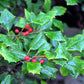 40 AMERICAN HOLLY Ilex Opaca Tree Shrub Evergreen Red Berry Seeds - aka White Holly, Prickly Holly, Christmas Holly, Yule Holly